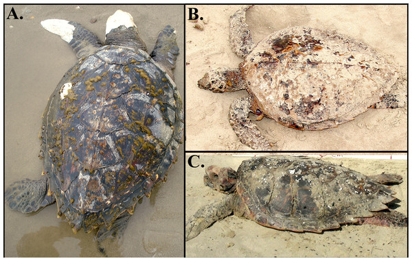 Sampled hawksbill × loggerhead sea turtles at Cassino Beach, South Brazil.