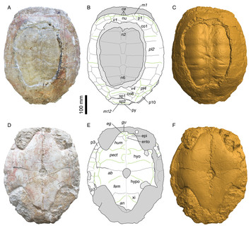 The rediscovery and redescription of the holotype of the Late Jurassic ...