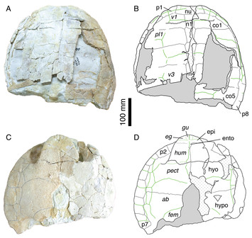 The rediscovery and redescription of the holotype of the Late Jurassic ...