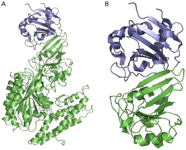 The GP1/hTfR1 complex.