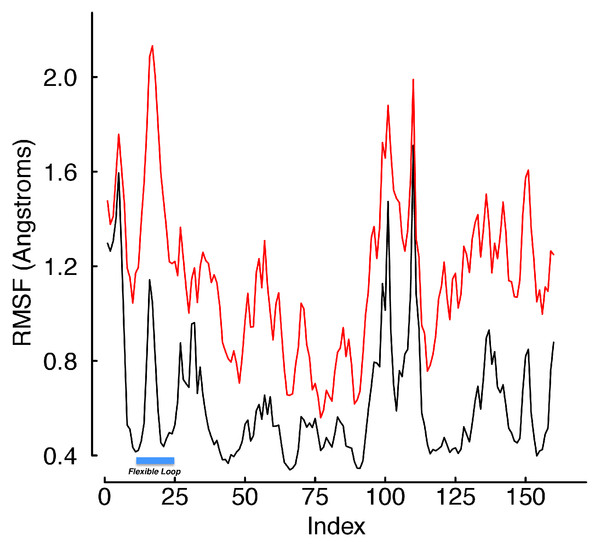 RMSF values of WT hTfR in equilibration and SMD.