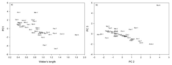 Ant genera plotted in morpho-space: (A) Weber’s length against PC1; (B) PC2 against PC3.