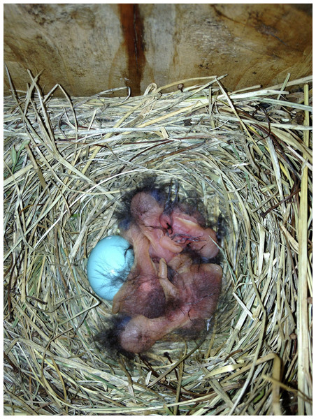 On 1 July 2013, likely the day of hatching, four nestlings were observed with one unhatched egg.