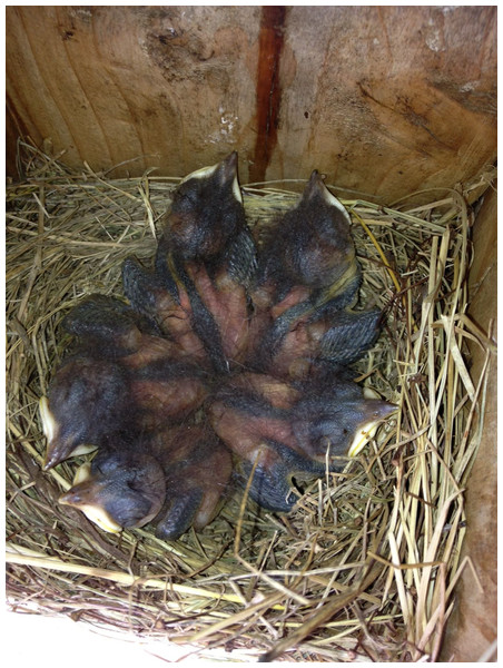 Five eastern bluebird (Sialia sialis) nestlings were present on 7 July 2013.