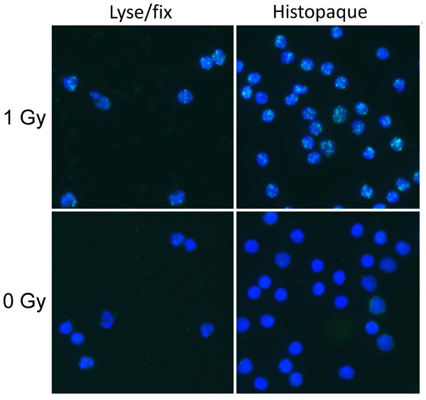 γ-H2AX foci in human blood leukocytes prepared with the lyse/fix or histopaque method.