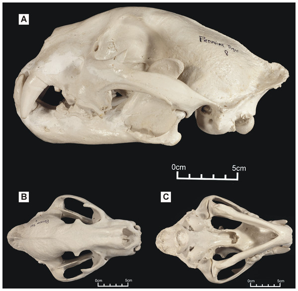 ‘Peruvian tiger’ skull, replica of original (CF-0023. Original = MHN 8736).