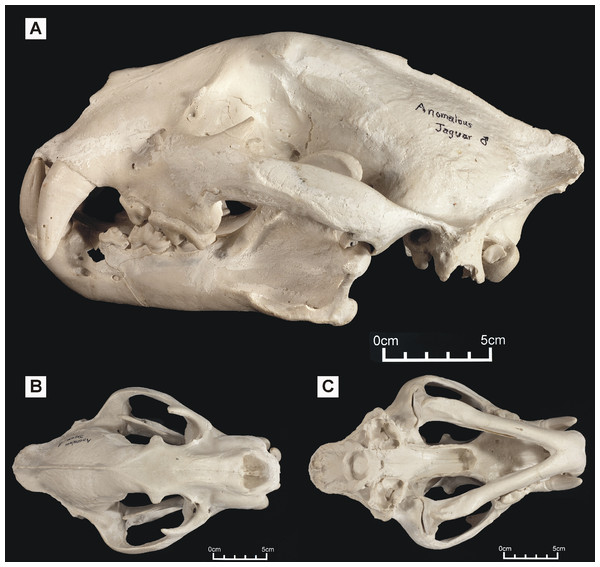 ‘Anomalous jaguar’ skull, replica of original (CF-0022. Original = MHN 9397).