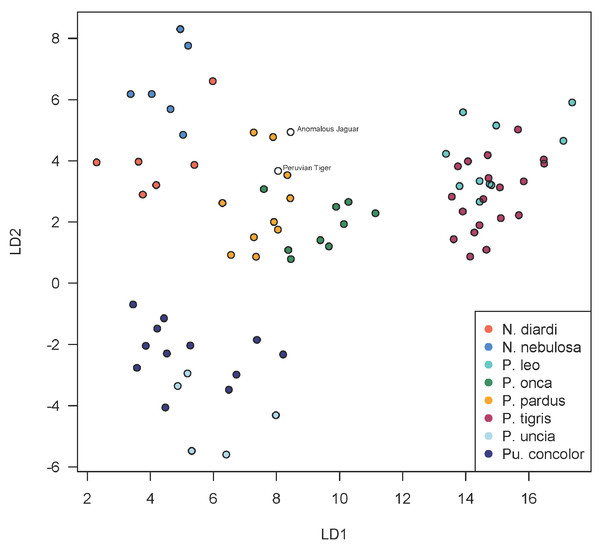 Scatterplot showing positions of Peruvian specimens relative to other large felids.