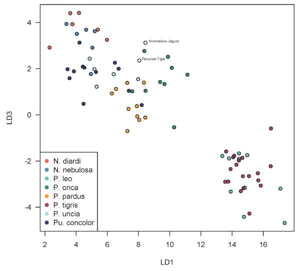 Scatterplot showing positions of Peruvian specimens relative to other large felids.