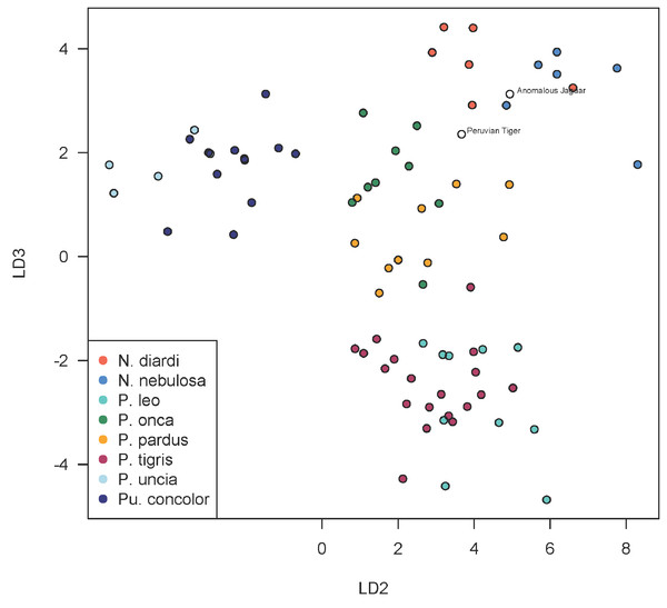 Scatterplot showing positions of Peruvian specimens relative to other large felids.