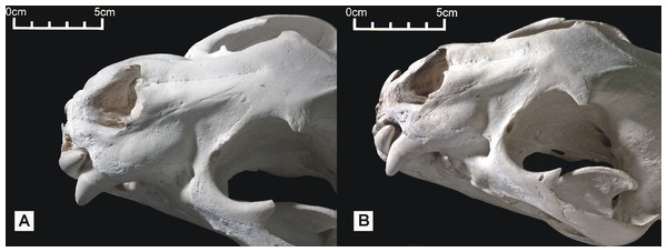 Dorsolateral views of the two Peruvian cat skulls to show jaguar-like characters present in the snout region.