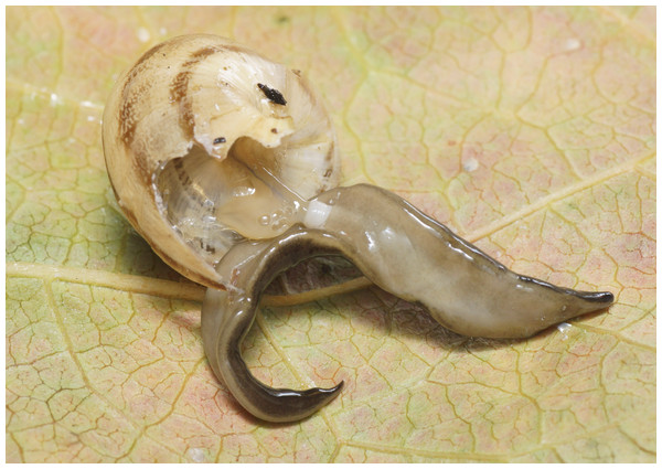 Platydemus manokwari de Beauchamp, 1963, experimental predation on indigenous snail.