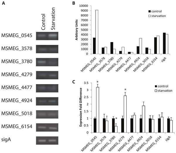 Regulation of M. smegmatis adenylate cyclase genes under starvation conditions.