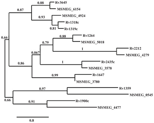 Phylogenic analysis of M. tuberculosis and M. smegmatis adenylate cyclase orthologs.