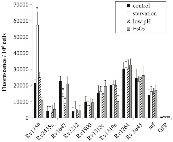 Regulation of M. tuberculosis adenylate cyclase genes.