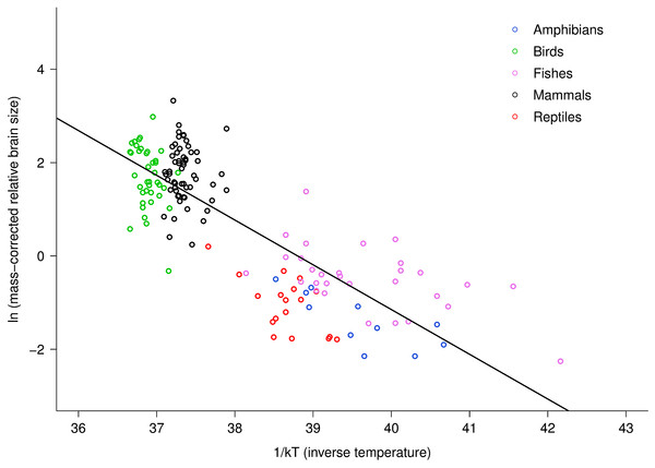 The natural logarithm of body mass-corrected relative brain size vs. inverse temperature in vertebrates.