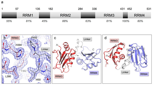 Crystal structure of nPTB34.