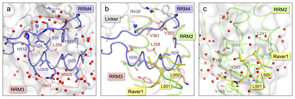 Comparison of the inter-domain interface within nPTB34 with the PTB RRM2-Raver1 interaction.