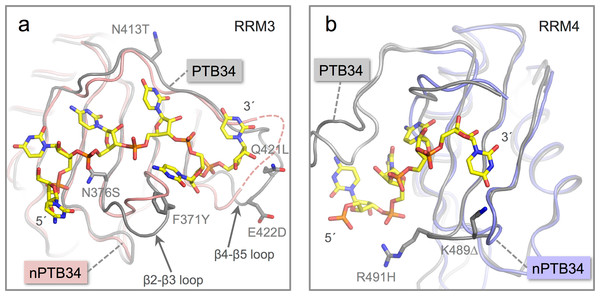 Location of amino acid differences on the RNA binding surfaces of PTB34 and nPTB34.