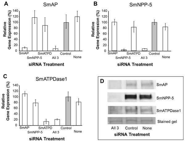 Suppression of schistosome ectoenzyme genes using RNAi.