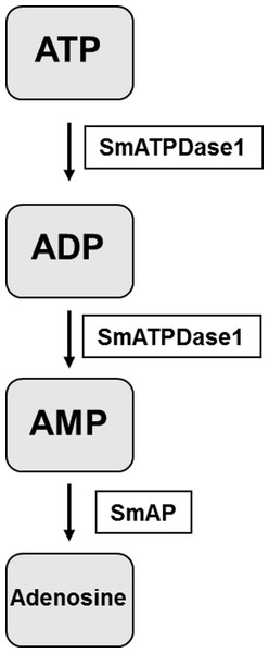The pathway in schistosomes for exogenous ATP catabolism via ADP and AMP to adenosine.