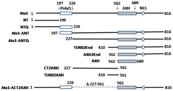 Summary of the ataxin-1 constructs used in the present study.