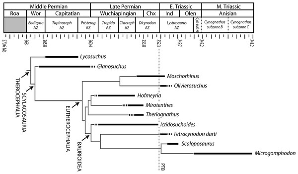 Stratigraphic ranges of therocephalians sampled histologically in the present study.