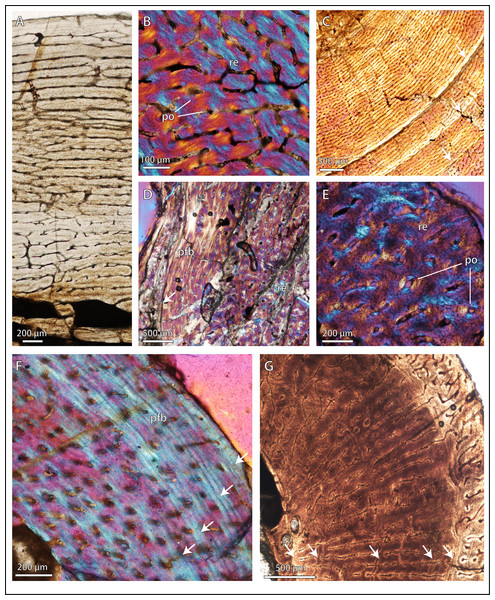 Bone microstructure in selected basal therocephalians and Permo-Triassic eutherocephalians.