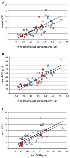 Linear regression of vascular growth proxies against size (midshaft cross-sectional area) from limb bone elements.