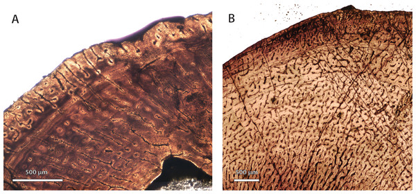 Comparison of bone histology and microvasculature in Permian Theriognathus and Moschorhinus.