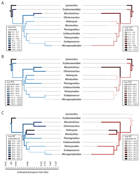 Mirror phylogenies of Permo-Triassic therocephalians sampled for bone histology (scaled to geologic time).