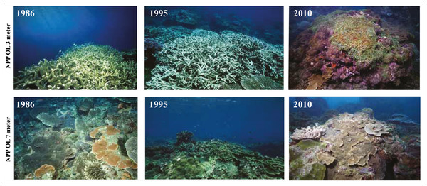 Coral communities at NPP OL over time showing the condition of reefs at 3 m and 7 m in 1986, 1995 and 2010.