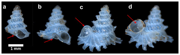 Four examples of shell s after predation by apertural entry.
