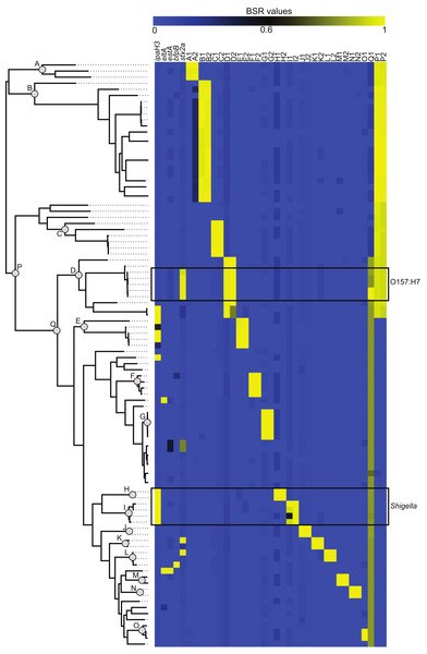 The distribution of virulence factors and phylogenomic markers associated with a core single nucleotide polymorphism (SNP) phylogeny.