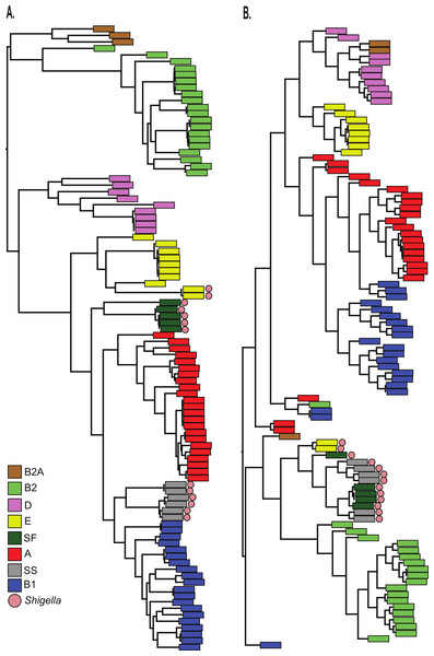 Comparison of LS-BSR cluster with core genome SNP phylogeny.