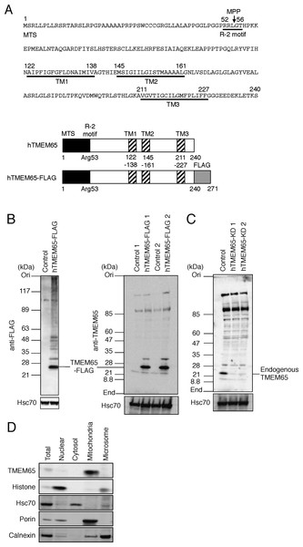 Analysis of intracellular localization of hTMEM65.