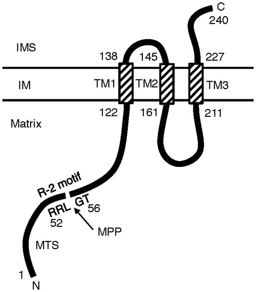 Putative topology of hTMEM65.