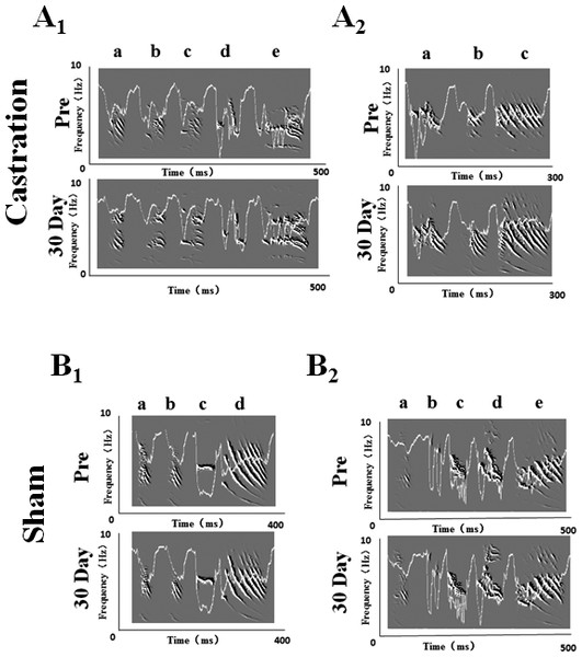 Song sonograms and entropy curves (white line) of castration and sham groups in adult male zebra finches.