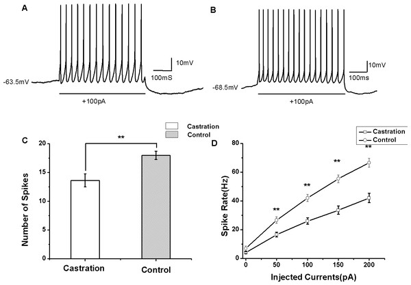 The evoked firing of RA PNs in the whole-cell configuration.