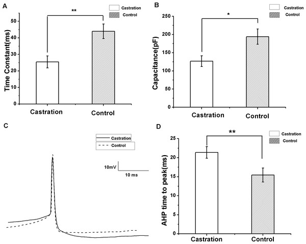 The differences in membrane time constant, capacitance and AHP time to peak between the castration and control groups.