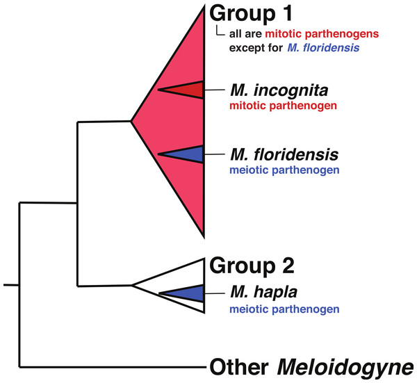 The relationships of tropical apomict Meloidogyne.