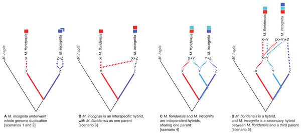 Scenarios of the possible relationships between Meloidogyne floridensis, Meloidogyne incognita and Meloidogyne hapla, and the origins of duplicated gene copies.