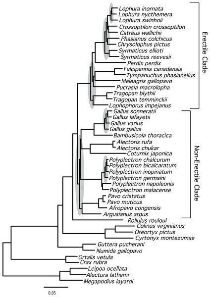 Phylogram showing branch lengths estimated using a partitioned ML tree.