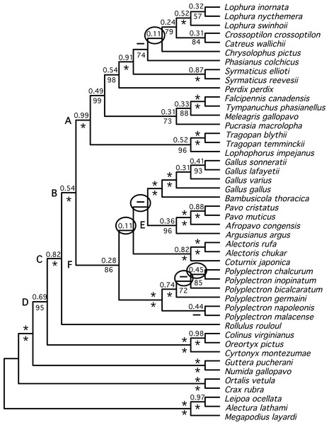 Species tree estimated from individual gene trees.