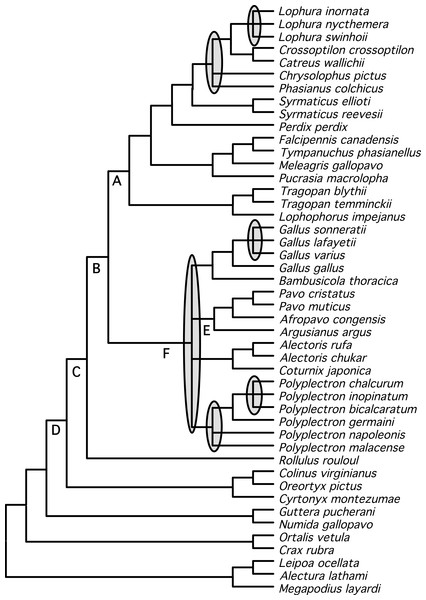 Summary tree presenting our best estimate of galliform phylogeny.