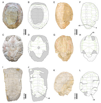 A taxonomic review of the Late Jurassic eucryptodiran turtles from the ...