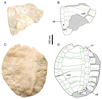 A taxonomic review of the Late Jurassic eucryptodiran turtles from the ...