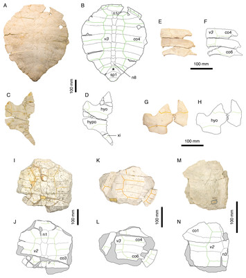 A taxonomic review of the Late Jurassic eucryptodiran turtles from the ...