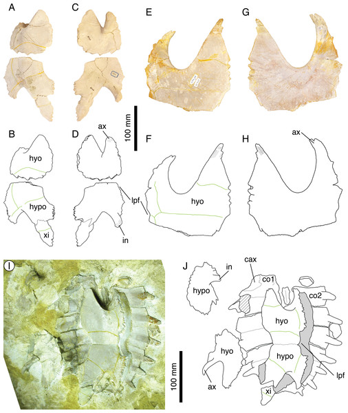 The plastral morphology of Thalassemys hugii.