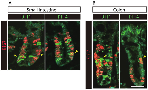 Both Dll1+ve and Dll4+ve IECs are mostly post-mitotic in the small intestine and in the colon.